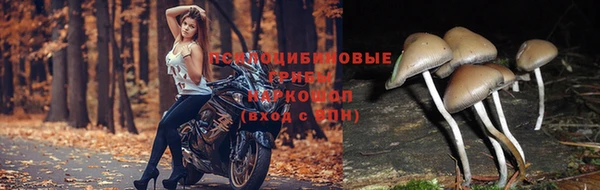 спиды Богородск